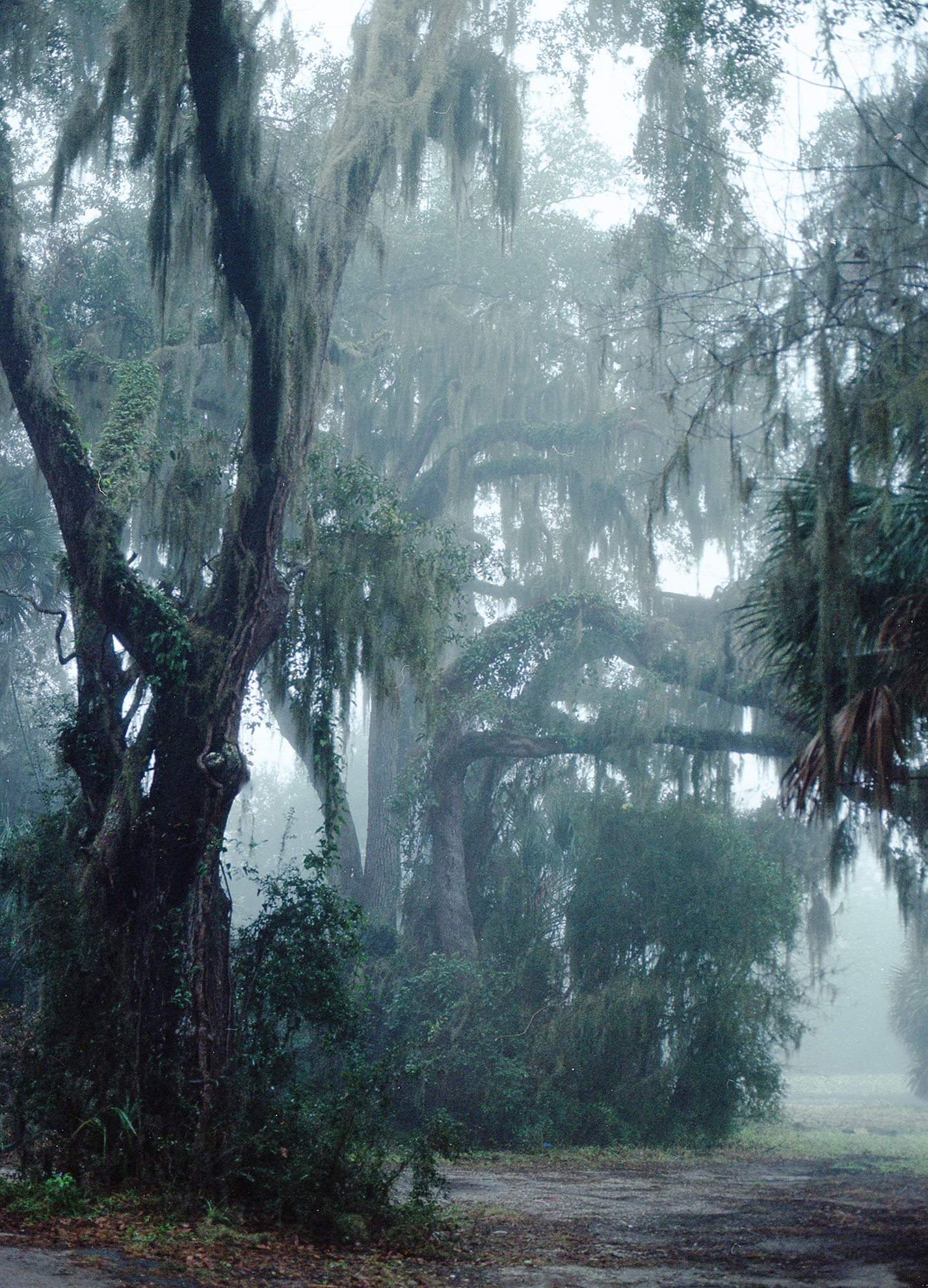 No-15b-The-Fog-copy_web1