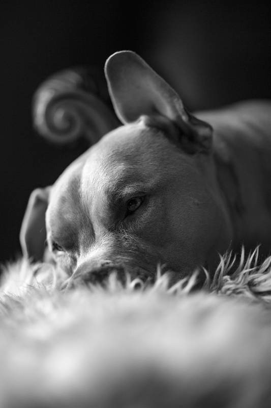 LPN_DOGS_1