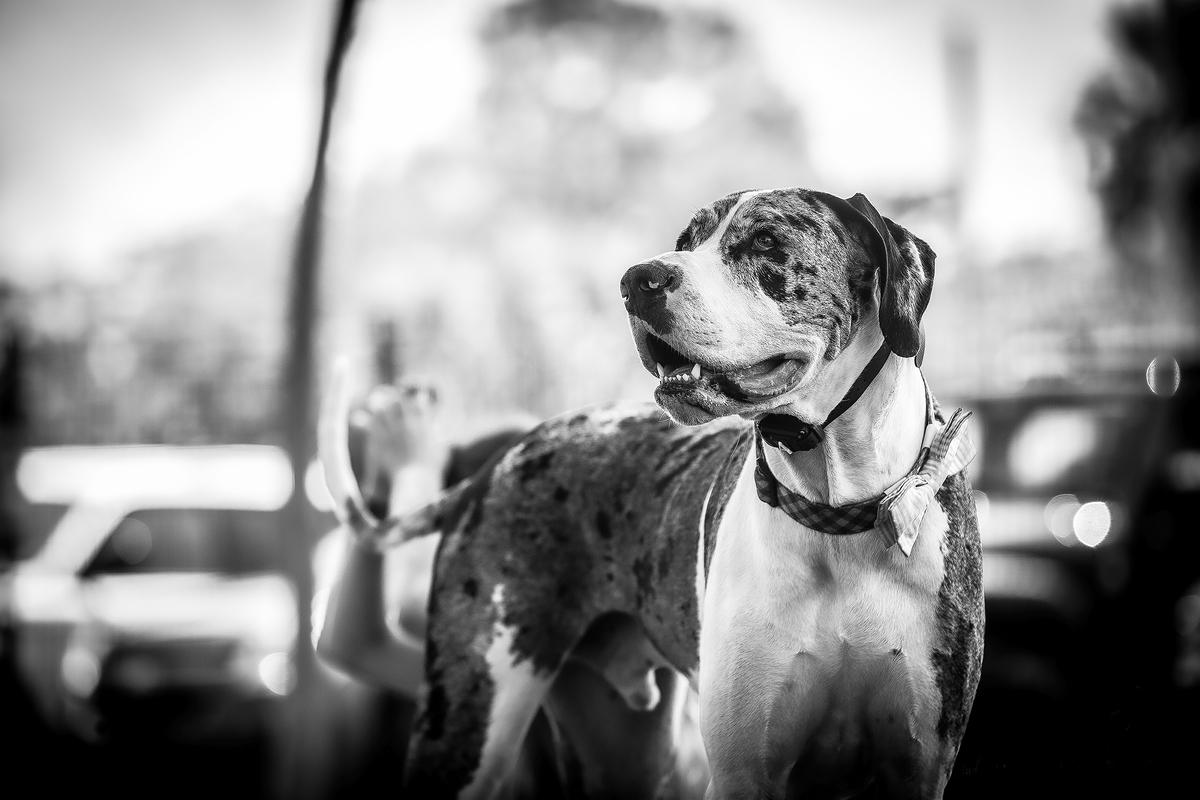 LPN_DOGS_11