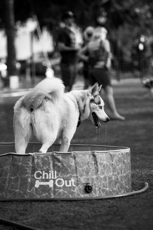 LPN_DOGS_111