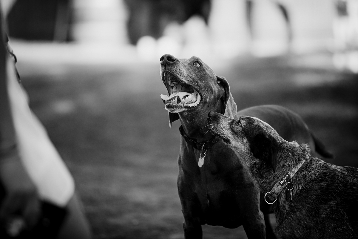 LPN_DOGS_112