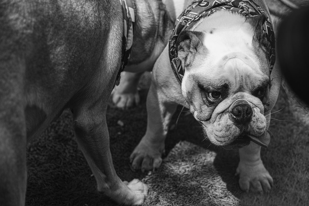 LPN_DOGS_113