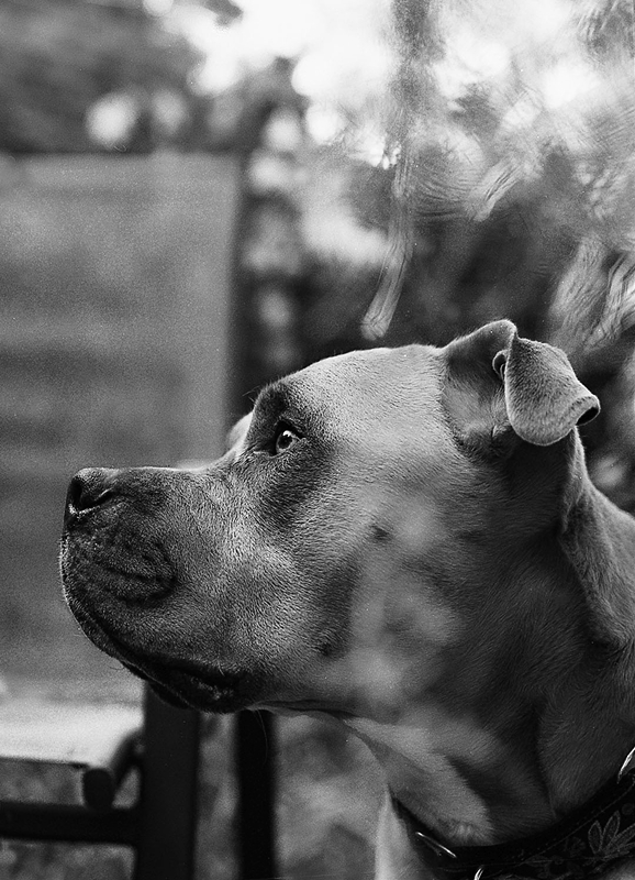 LPN_DOGS_114