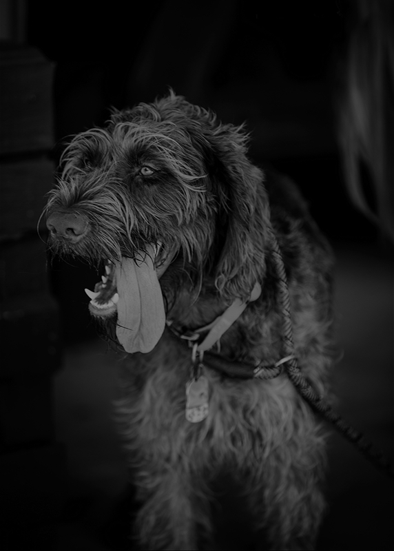 For The Love Of Dogs