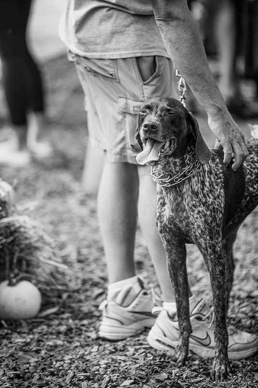 LPN_DOGS_117