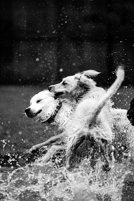 LPN_DOGS_118