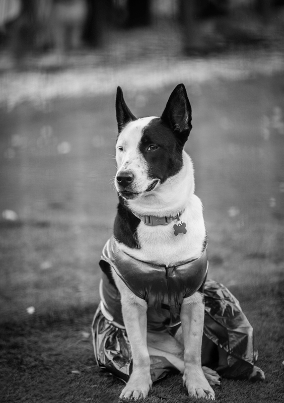 LPN_DOGS_119