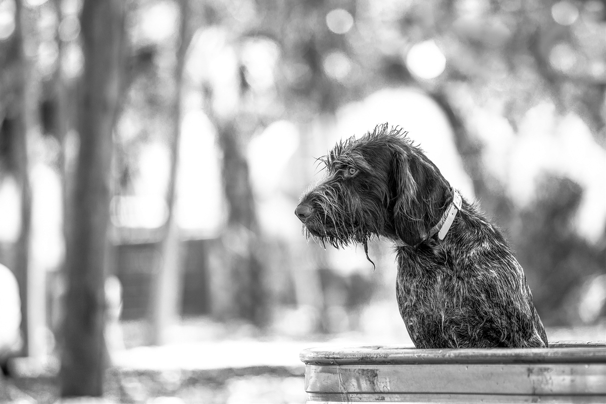 LPN_DOGS_12