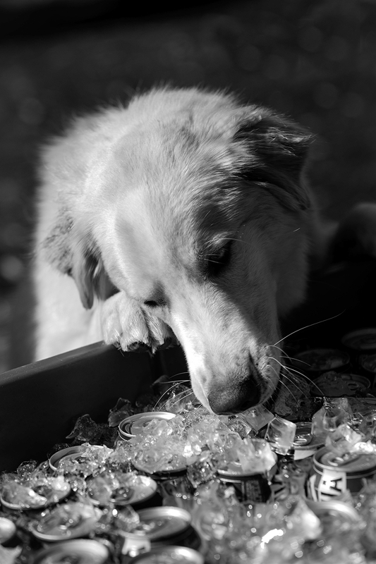 LPN_DOGS_120