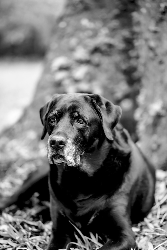 LPN_DOGS_121