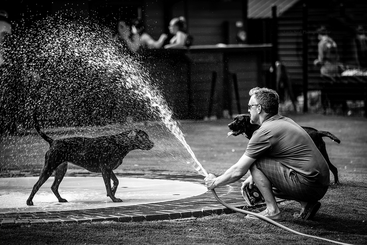 LPN_DOGS_122