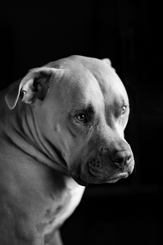 LPN_DOGS_123