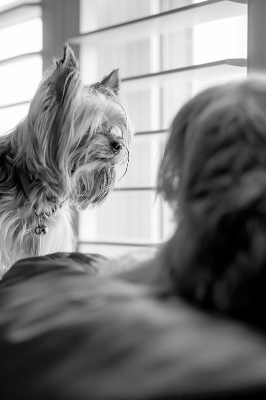 LPN_DOGS_13
