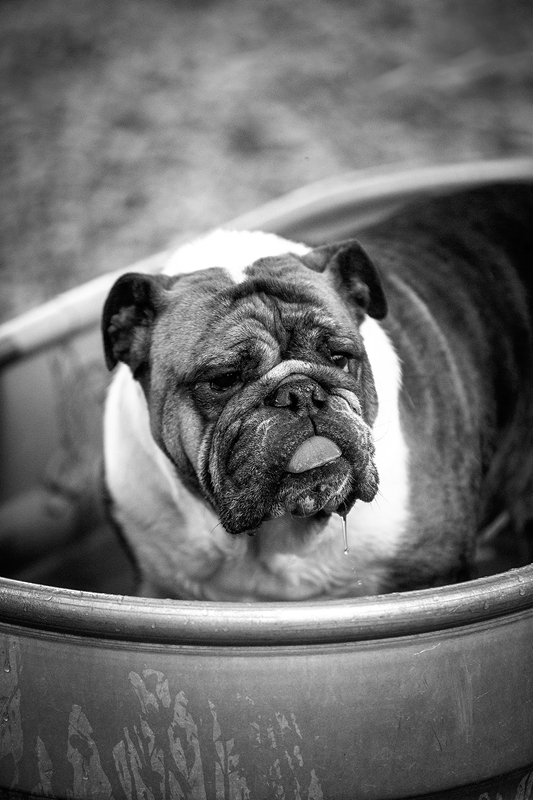 LPN_DOGS_14