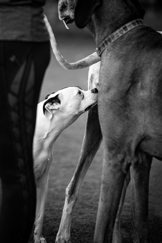 LPN_DOGS_15
