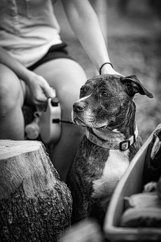 LPN_DOGS_16