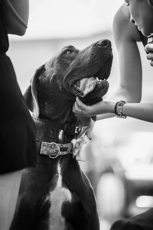 LPN_DOGS_17