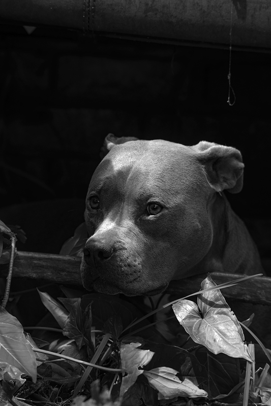 LPN_DOGS_18
