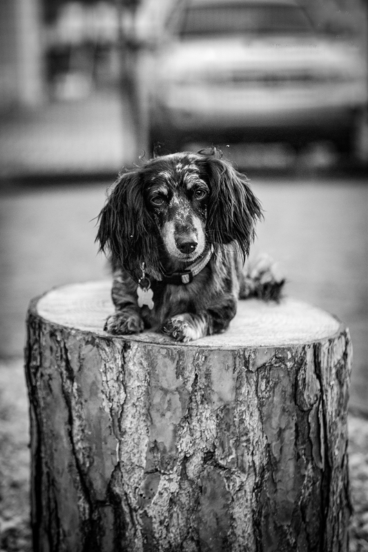 LPN_DOGS_19
