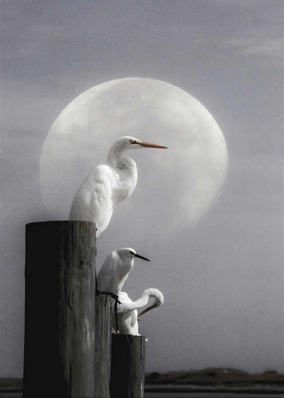 LPN_FEATHERED_FRIENDS_1