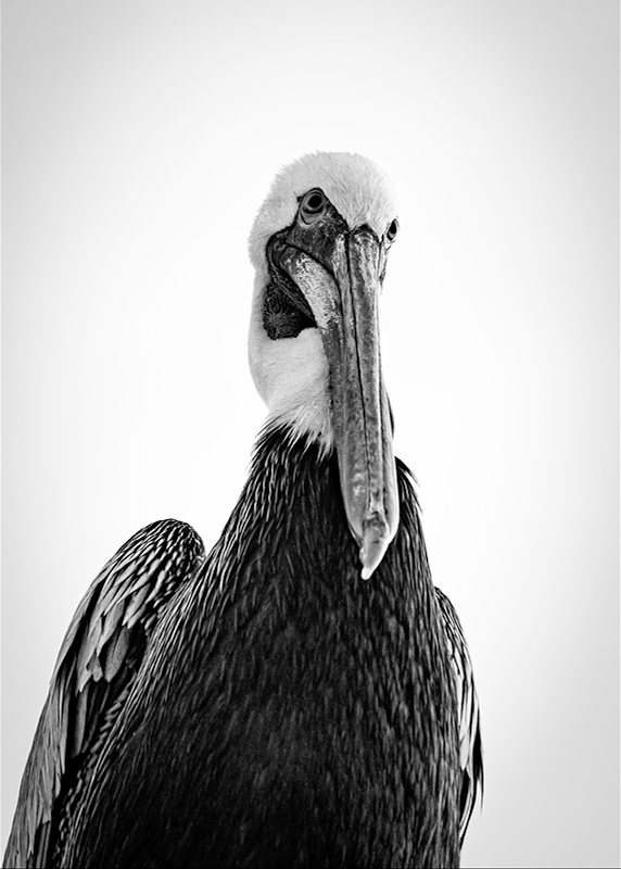 LPN_FEATHERED_FRIENDS_11