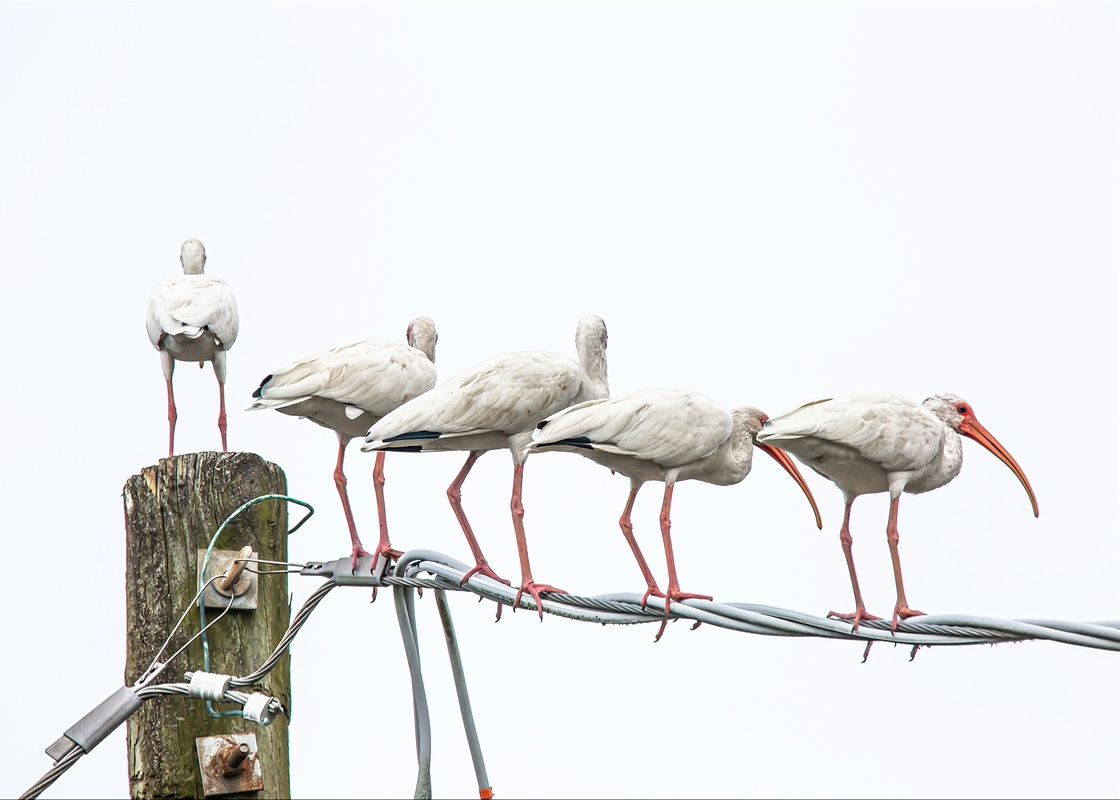 LPN_FEATHERED_FRIENDS_110