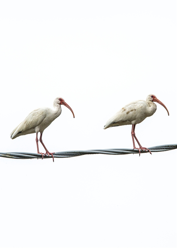LPN_FEATHERED_FRIENDS_111