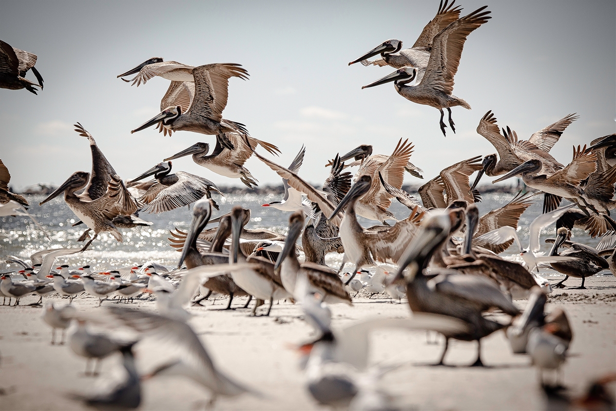LPN_FEATHERED_FRIENDS_113