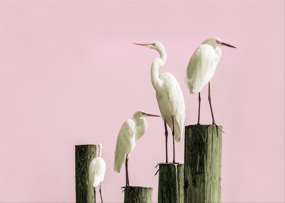LPN_FEATHERED_FRIENDS_114