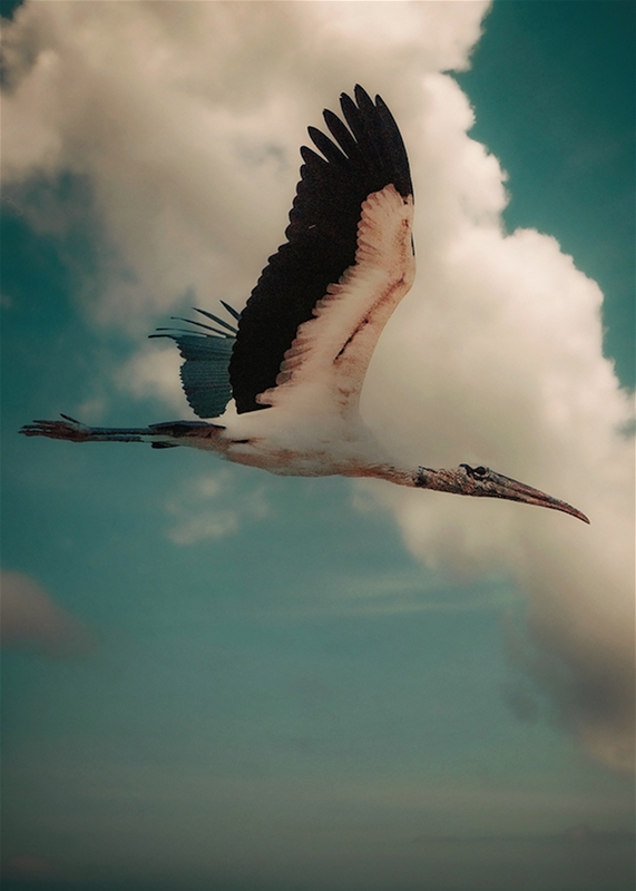 Feathered Friends