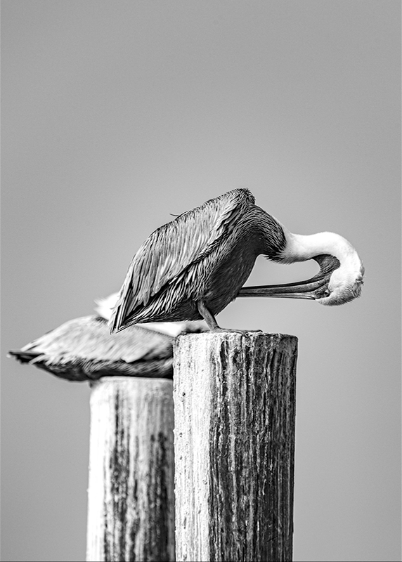 LPN_FEATHERED_FRIENDS_116