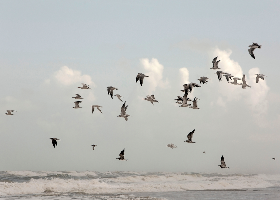 LPN_FEATHERED_FRIENDS_118