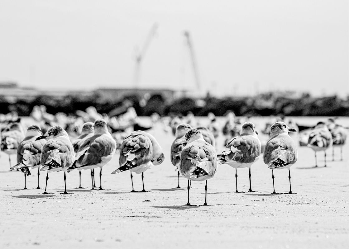 LPN_FEATHERED_FRIENDS_12