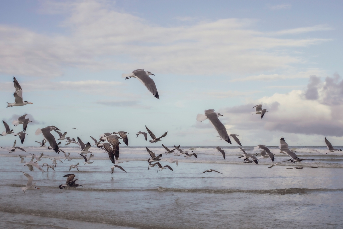 LPN_FEATHERED_FRIENDS_13