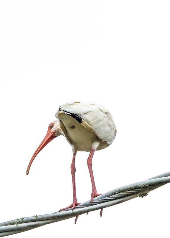 LPN_FEATHERED_FRIENDS_14