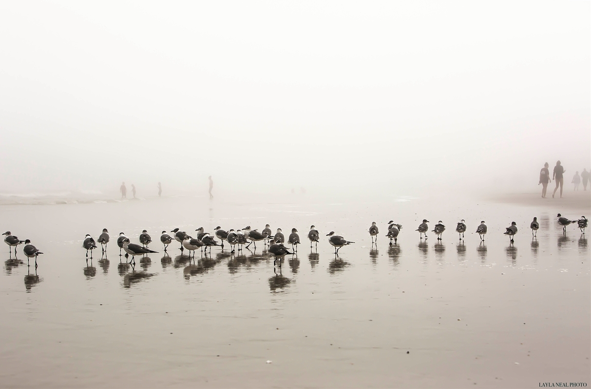 LPN_FEATHERED_FRIENDS_15