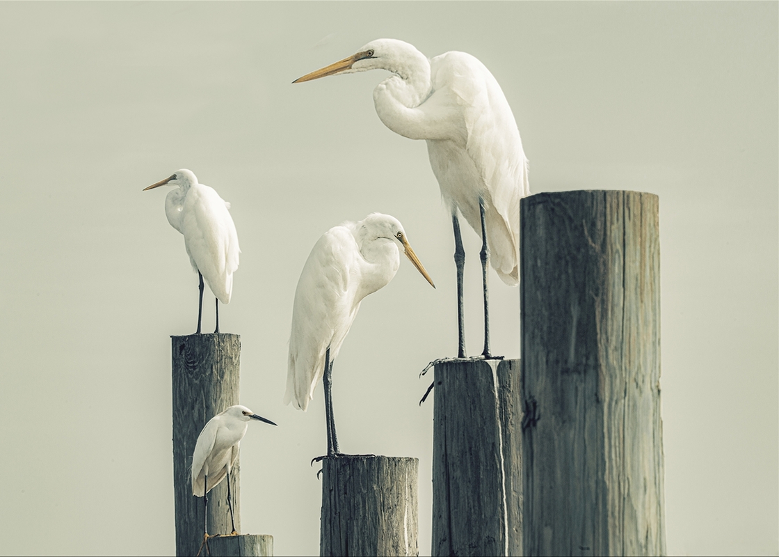 LPN_FEATHERED_FRIENDS_18
