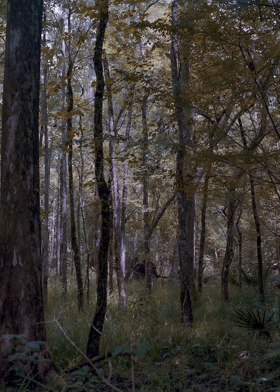 LPN_FIREFLIES_11