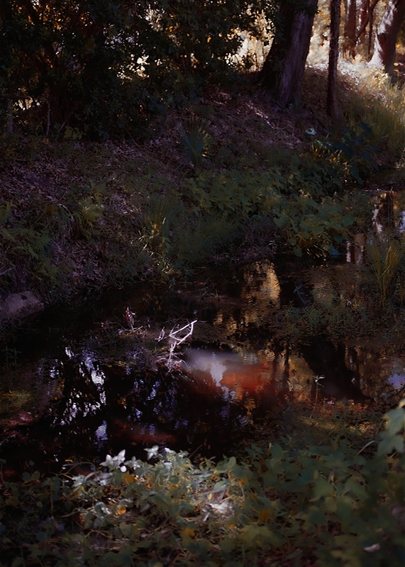 LPN_FIREFLIES_111