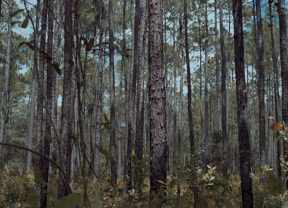 LPN_FIREFLIES_112