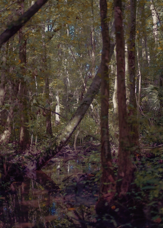 LPN_FIREFLIES_13