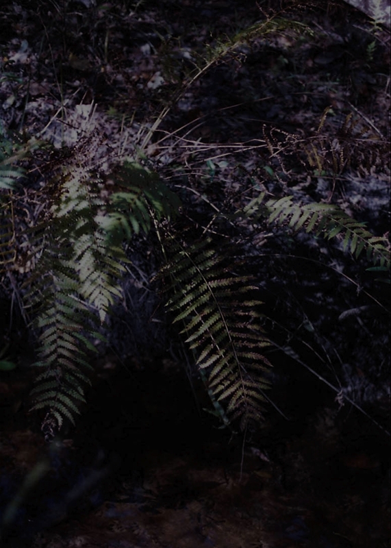 LPN_FIREFLIES_14