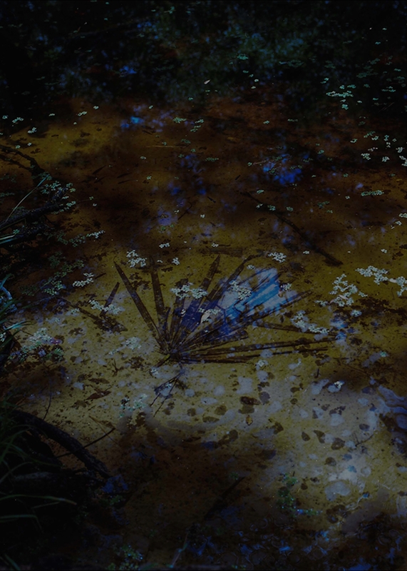 LPN_FIREFLIES_15