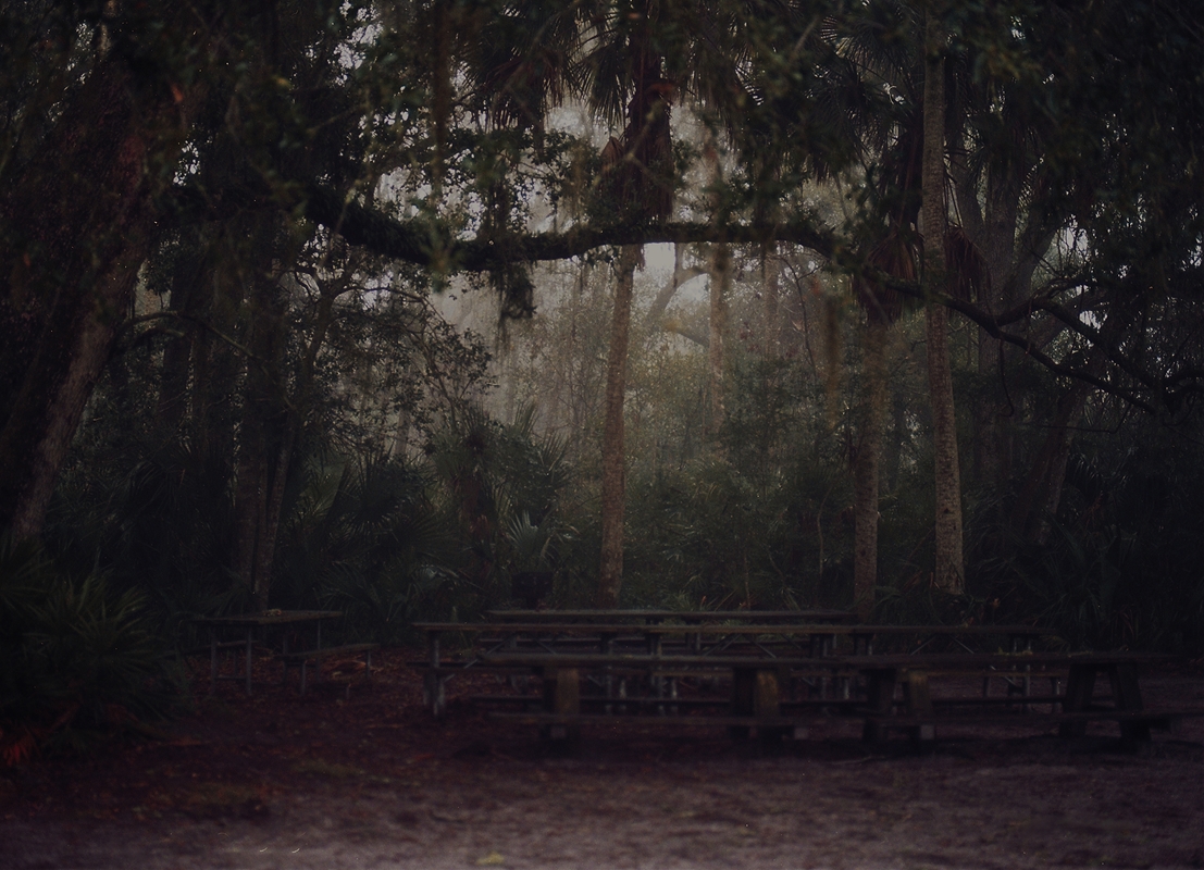 LPN_FIREFLIES_16