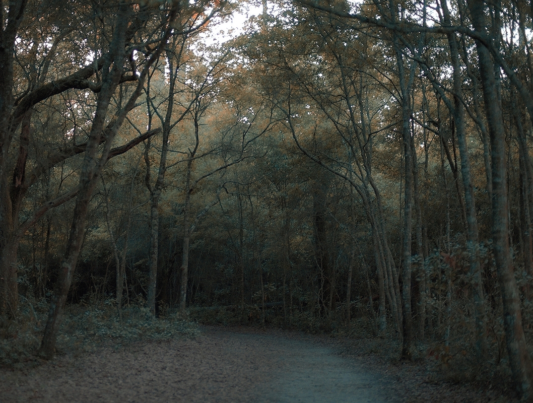 LPN_FIREFLIES_17