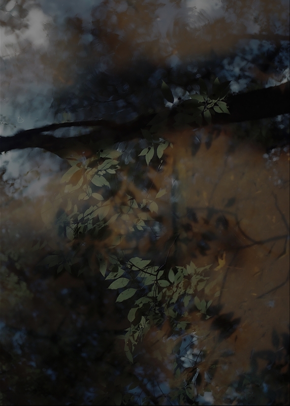 LPN_FIREFLIES_19