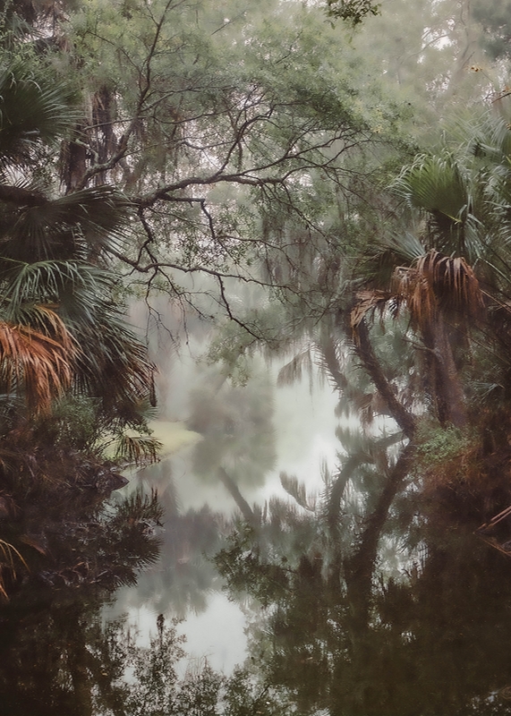 The Florida Wild