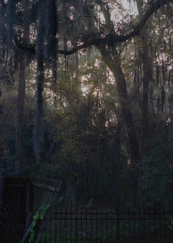 LPN__FLORIDA_WILD_11
