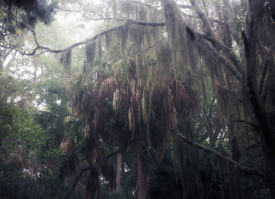 LPN__FLORIDA_WILD_110