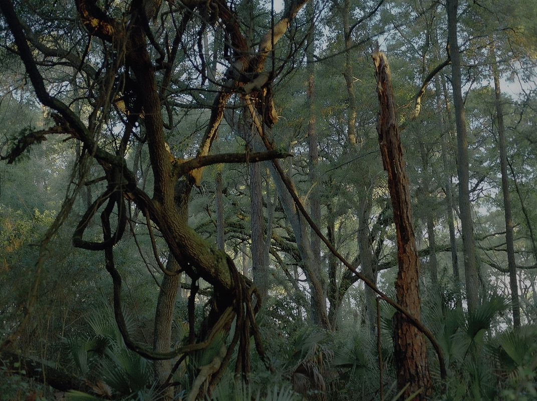 LPN__FLORIDA_WILD_112